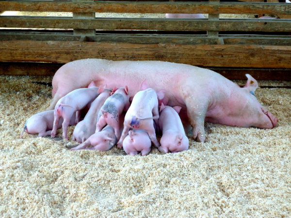 OC FAIR ANIMALS 1 ATG FINAL