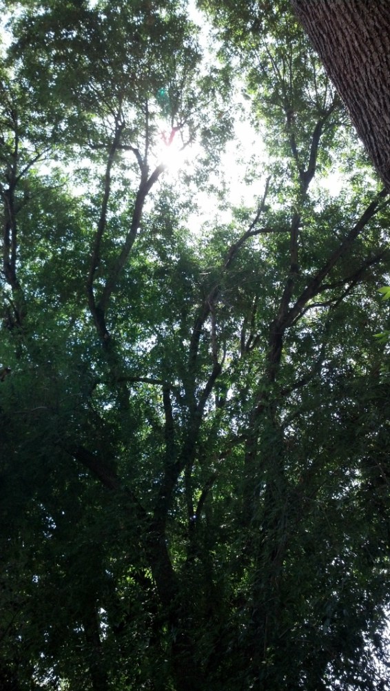 Trees to Brunch ATG FINAL