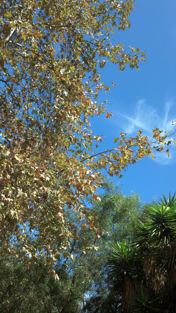 Fall Arriving Trees ATG FINAL