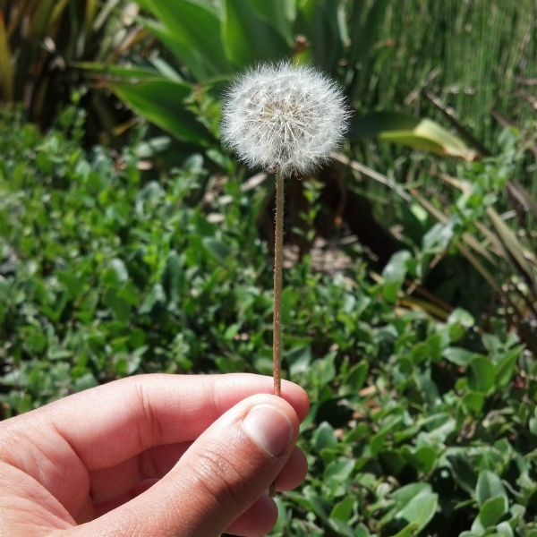 make a wish ATG FINAL