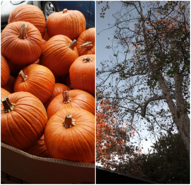 Fall pumkin_trees ATG FINAL